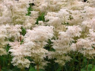 Meadowsweet (meadowsweet) palmate: kuvaus, viljely ja hoito