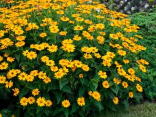 Heliopsis saulespuķe, raupja: šķirnes ar fotogrāfijām un aprakstiem