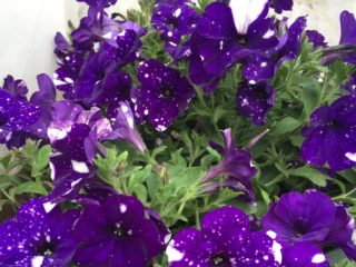 Kasviperäinen ampelous petunia Night Sky (Tähtinen yö): kuvia ja arvosteluja