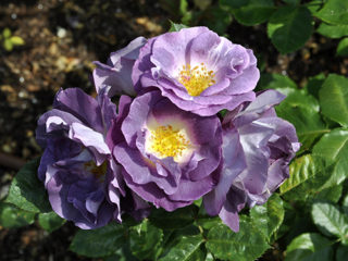 Floribunda rose blue sinulle: kuva ja kuvaus, arvostelut