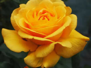 Floribunda rose Golden Dreams (Golden Dreams): plantning og pleje, anmeldelser