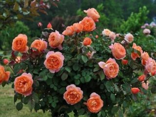 Rose Austin Lady Emma Hamilton (Lady Emma Hamilton): kuva ja kuvaus