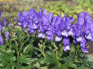 Aconite Fisher: รูปถ่ายและคำอธิบาย