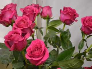 Rose Pink Floyd (Pink Floyd): คำอธิบายความหลากหลายของสีชมพูภาพถ่าย