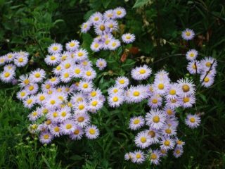 Erigeron (småblomstret) flerårig: foto, plantning og pleje