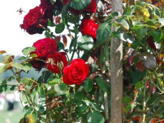 Pode en rose på et rosehip: video, trinnvise instruksjoner