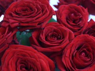 ชาไฮบริดเพิ่มขึ้น Red Naomi (Red Naomi): ภาพถ่ายและคำอธิบายบทวิจารณ์