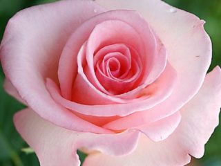 Hvad skal jeg gøre, hvis en rose er blevet til et hyben