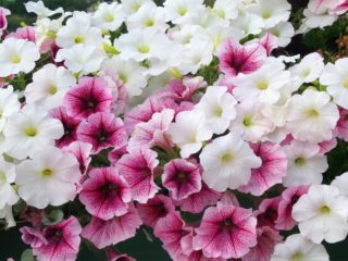 Petunia og surfiniya: forskelle, hvilket er bedre, foto