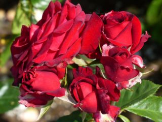 Rose floribunda Niccolo Paganini: lajikkeen kuvaus, valokuvat, arvostelut