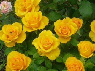 ดอกกุหลาบสีเหลืองลูกผสมชา Kerio (Kerio): คำอธิบายการดูแล