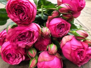 Buskrose af Pink Piano-sorten (Pink Piano): beskrivelse, plantning og pleje
