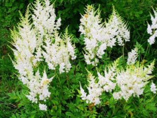 Meadowsweet (meadowsweet) biasa: sifat berguna, penanaman dan penjagaan