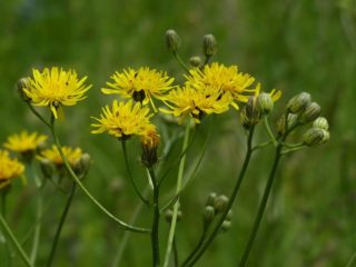 Kazas bārdas izmantošana kulinārijā, tautas medicīnā
