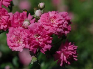 Groundcover เพิ่มขึ้น Super Dorothy (Super Dorothy): คำอธิบายและภาพถ่ายบทวิจารณ์
