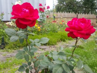 Hvordan transplantere roser til et annet sted om sommeren: under blomstring, video