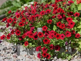 Ampel petunia Typhoon F1 (Typhoon): fotos af sorterne i serien, anmeldelser