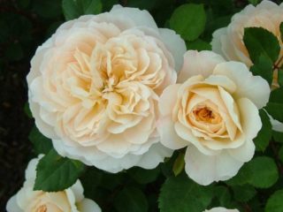 Engelsk parkrose Austin Crocus Rose (Crocus Rose)