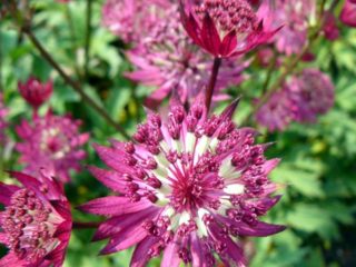 Astrantia major (Astrantia major): valokuva kukista kukkapenkissä, kuvaus
