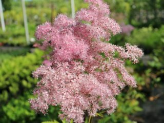 Meadowsweet (meadowsweet) สีชมพู: การเติบโตและการดูแล