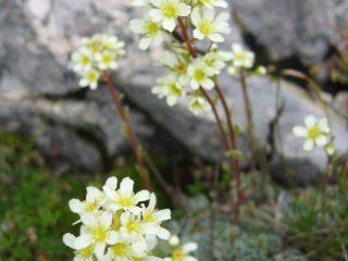 Saxifrage paniculata: foto og beskrivelse, sorter