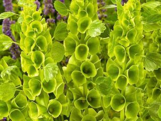 Īru zvani (molucella): audzēšana no sēklām, stādīšana un kopšana