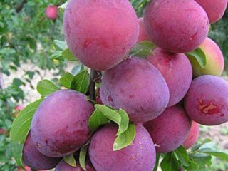 Ķiršu plūmju telts: apraksts, foto, stādīšana un kopšana, vai ir iespējams apputeksnēt ar Carskoy plūmi