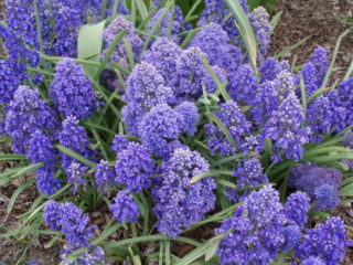 Hiiren hyasintti (muscari): kuva ja kuvaus, istutus ja hoito avoimella kentällä