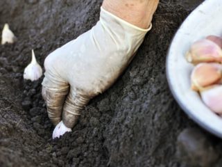 Voitteko istuttaa valkosipulia porkkanan kanssa tai sen jälkeen?