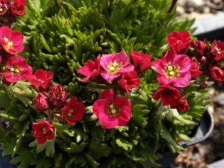 Mossy saxifrage: foto og beskrivelse