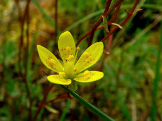 Marsh saxifrage: foto og beskrivelse