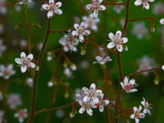 Saxifrage skyggefuld (skyggefuld): Variegata, Auravariegata og andre sorter