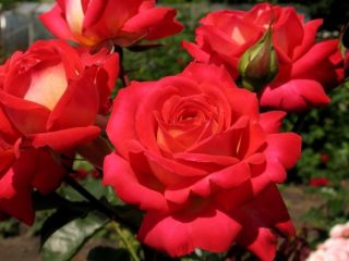 Engelsk klatring rose floribunda midsommer (midsommer)