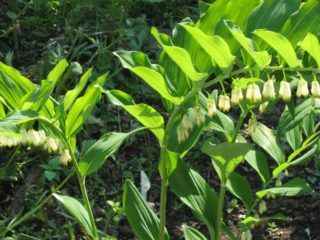 Kupena multiflorous: kuva ja kuvaus