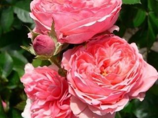 Klatring av rose floribunda-varianter Kimono (Kimono): planting og stell