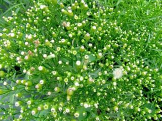 Erigeron (ใบเล็ก) ชาวแคนาดา: การใช้สมุนไพรคำอธิบาย
