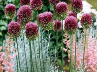 Allium หัวหอมตกแต่ง: ประเภทและพันธุ์พร้อมรูปถ่ายชื่อและคำอธิบาย