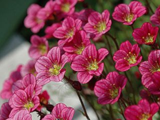 Saxifrage Arends: vokser fra frø, sorter med fotos og beskrivelser, anmeldelser