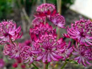 ดอกไม้ Astrantia: ภาพถ่ายและคำอธิบายความสูงบทวิจารณ์