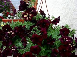 Vegetativ petunia Lynhimmel (tordenhimmel): foto og beskrivelse