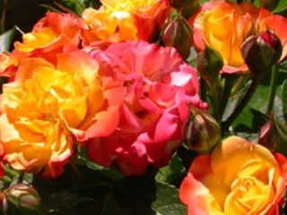 การปีนกุหลาบที่ออกดอกอีกครั้ง Floribunda Rumba (Rumba)