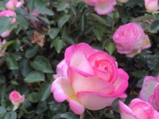 Te-hybrid rose av floribunda Princesse de Monaco (Princess de Monaco)