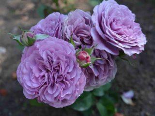 Miniature rose floribunda sorter Lavendelis (lavendel)