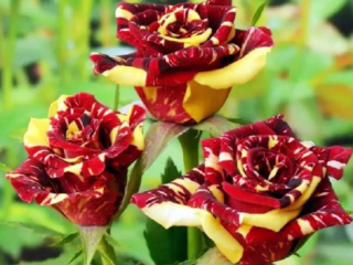 ชาลูกผสมกุหลาบ floribunda พันธุ์ Hocus Pocus (Focus Pocus)