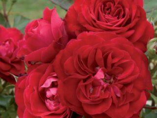 กุหลาบพันธุ์ Floribunda Mona Lisa (โมนาลิซ่า)