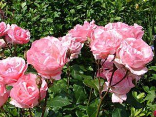 Klatrerose af Grandiflora Dronning Elizabeth (Dronning, Dronning Elizabeth)