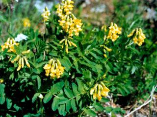 Astragalus membranous: foto, ulasan, sifat akar untuk lelaki, faedah