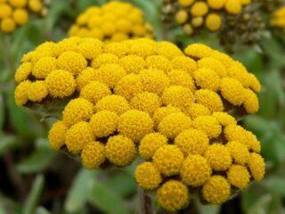 Sandy immortelle: valokuva ja kuvaus kukista, reseptit, sovellus, arvostelut