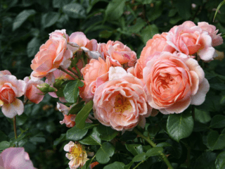 Rose Elizabeth Stuart (Elizabeth Stuart): lajikkeen kuvaus, valokuva
