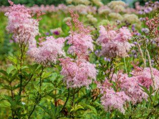 ประเภทและพันธุ์ของ meadowsweet (meadowsweet): Elegance, Red Umbrella, Filipendula และอื่น ๆ